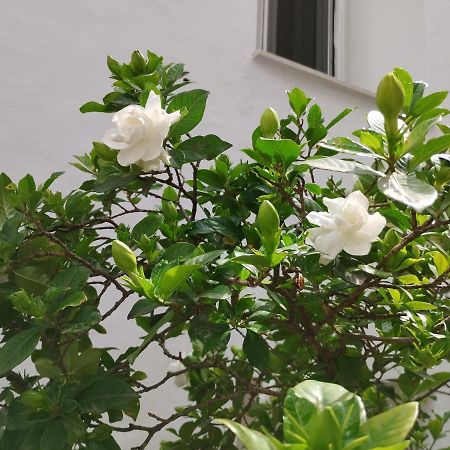 沃洛斯Η Ελπίδα Και Η Γιάννα Ξεκίνησαν Ένα Χώρο Cute公寓 外观 照片