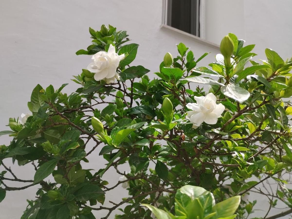 沃洛斯Η Ελπίδα Και Η Γιάννα Ξεκίνησαν Ένα Χώρο Cute公寓 外观 照片